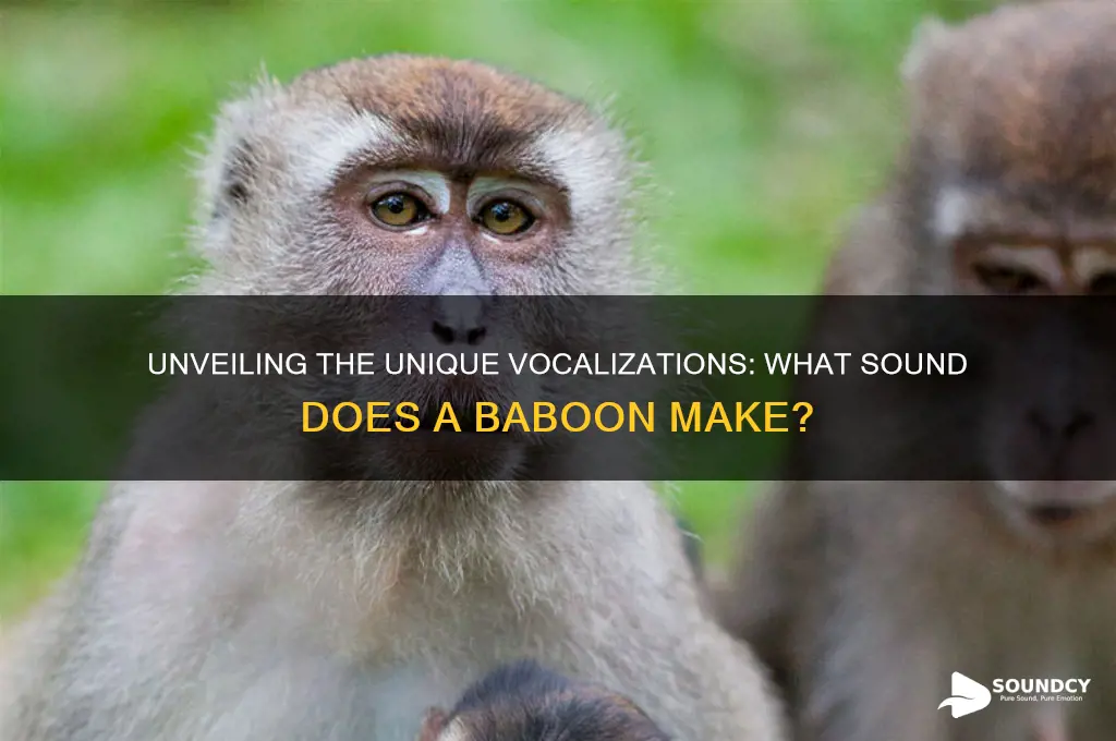 what sound a baboon makes