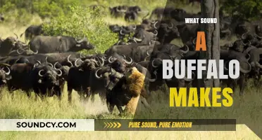 Unveiling the Unique Vocalizations: What Sound Does a Buffalo Make?