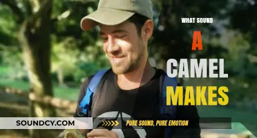 Unveiling the Unique Vocalizations: What Sound Does a Camel Make?
