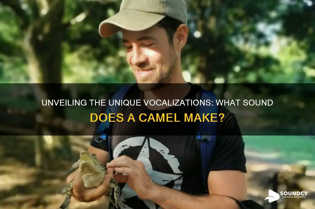 what sound a camel makes