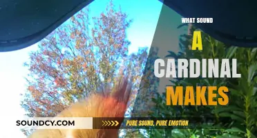 Discover the Unique and Beautiful Song of a Cardinal Bird