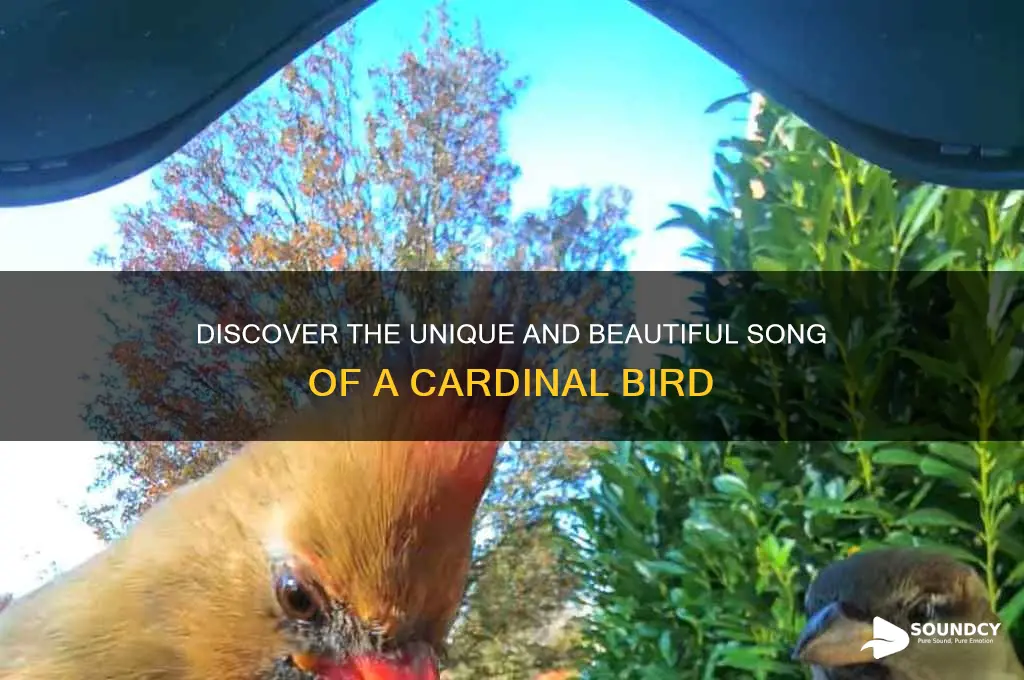 what sound a cardinal makes