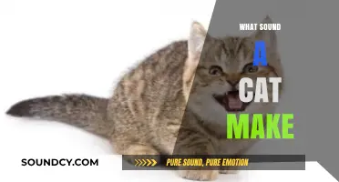 Decoding the Meow: Understanding the Sounds Cats Make and Their Meanings