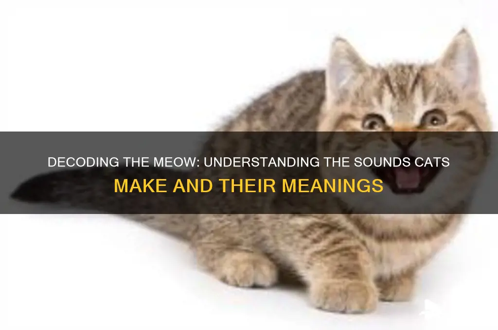 what sound a cat make