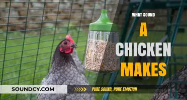 Clucks and Chirps: Decoding the Sounds Chickens Make