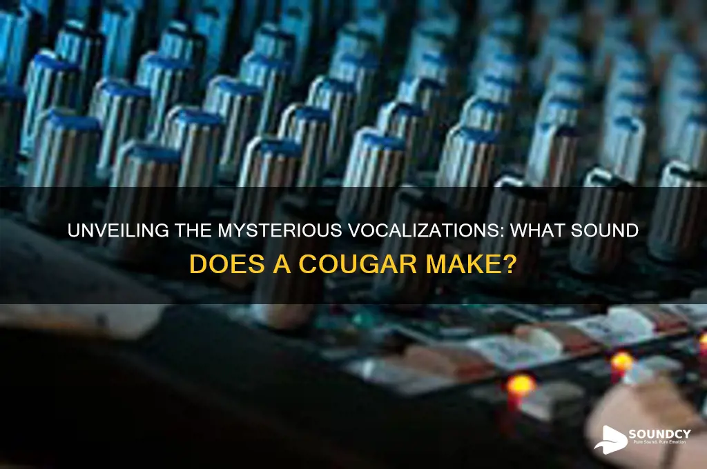 what sound a cougar makes