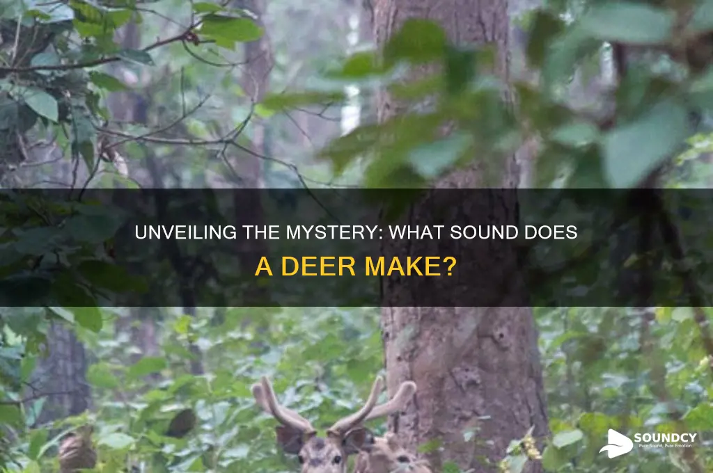 what sound a deer makes