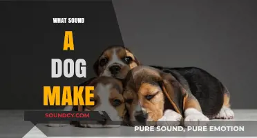 Understanding the Unique Sounds Dogs Make: Barks, Whines, and More