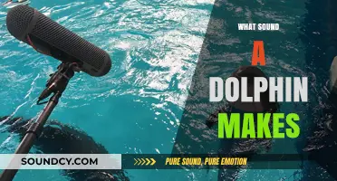 Discover the Unique Sounds Dolphins Make: Clicks, Whistles, and More