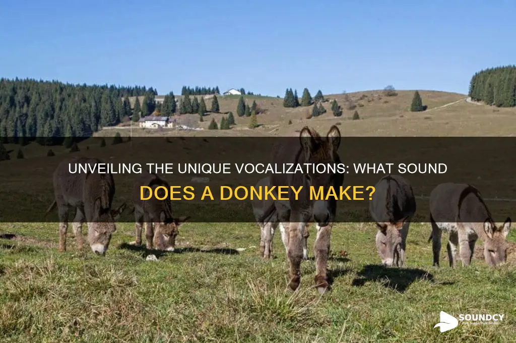 what sound a donkey makes