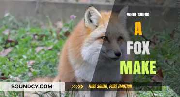 Unveiling the Unique Vocalizations: What Sound Does a Fox Make?