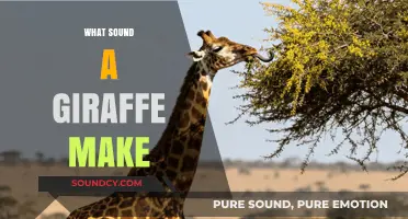 Unveiling the Surprising Sounds of Giraffes: What Do They Really Say?