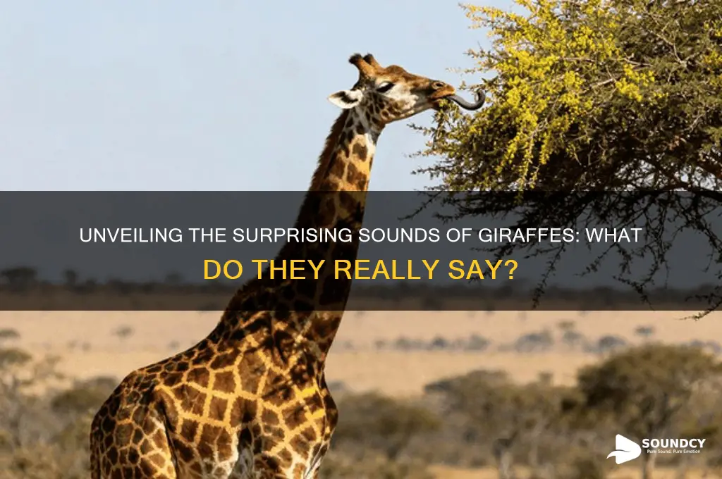 what sound a giraffe make