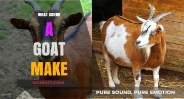 Understanding the Unique Vocalizations: What Sound Does a Goat Make?