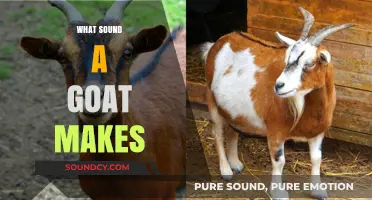Unraveling the Unique Vocalizations: What Sound Does a Goat Make?