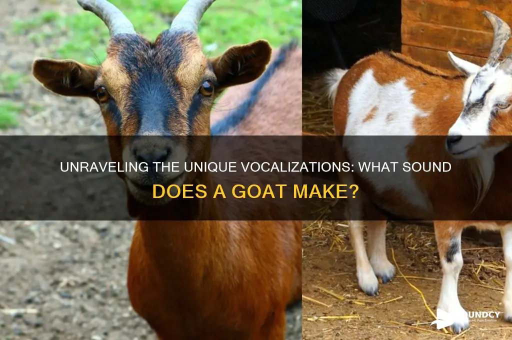what sound a goat makes