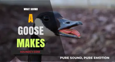 Honk or Hiss? Decoding the Distinct Sounds of Geese