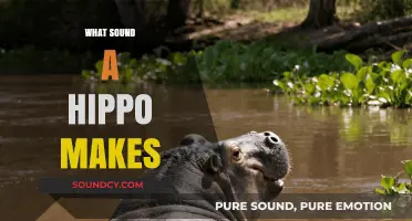 Unveiling the Unique Vocalizations: What Sound Does a Hippo Make?