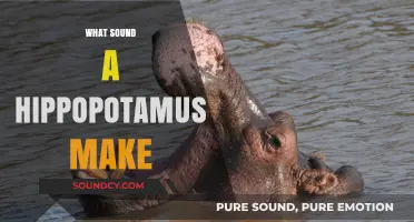 Unveiling the Unique Vocalizations: What Sound Does a Hippopotamus Make?