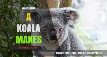 Unveiling the Unique Grunts and Snores: What Sound Does a Koala Make?
