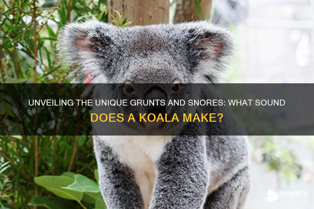 what sound a koala makes