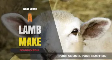 What Sound Does a Lamb Make? Exploring the Gentle Bleat of Lambs