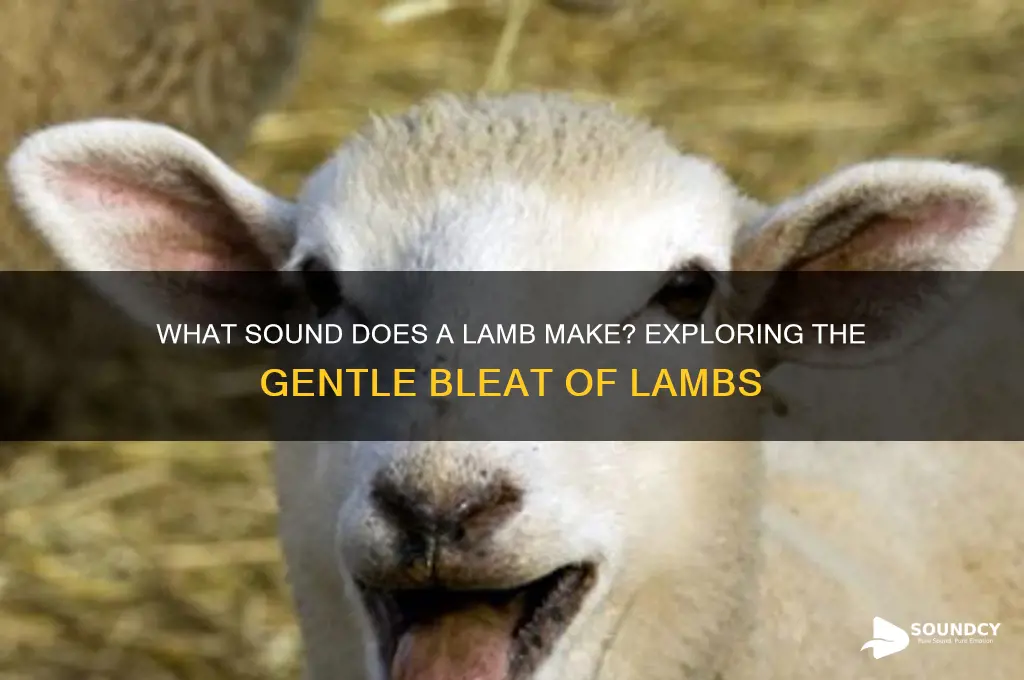 what sound a lamb make