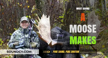 Unveiling the Unique Vocalizations: What Sound Does a Moose Make?
