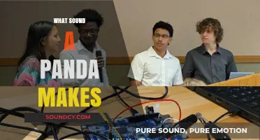 Unveiling the Mystery: What Sound Does a Panda Actually Make?