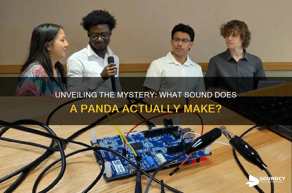 what sound a panda makes