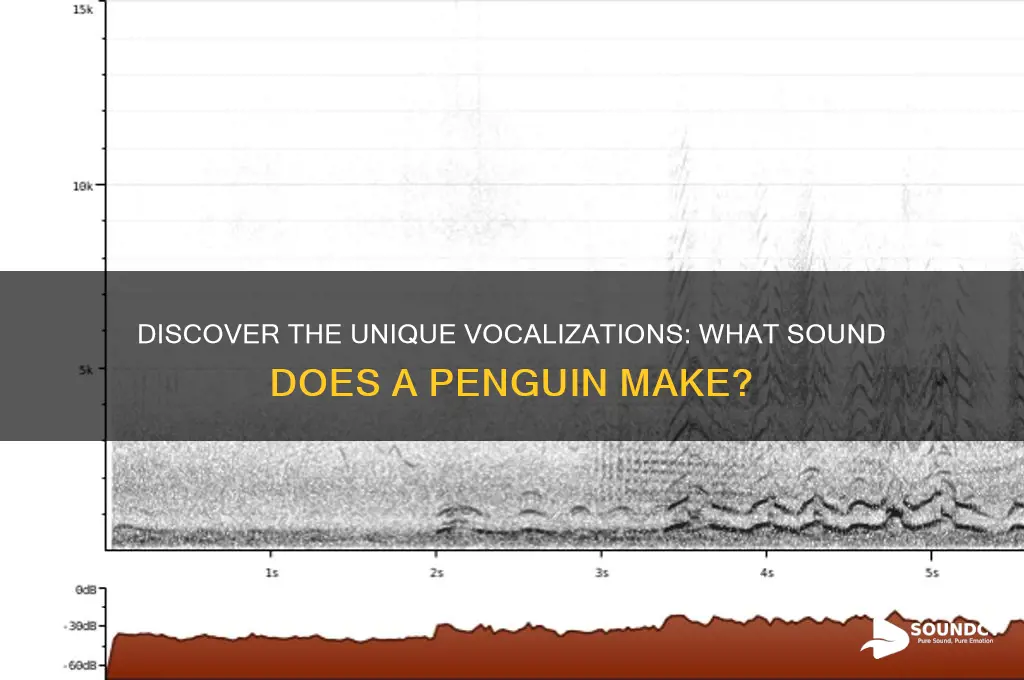 what sound a penguin makes