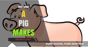Oink or Snort? Decoding the Unique Sounds Pigs Make