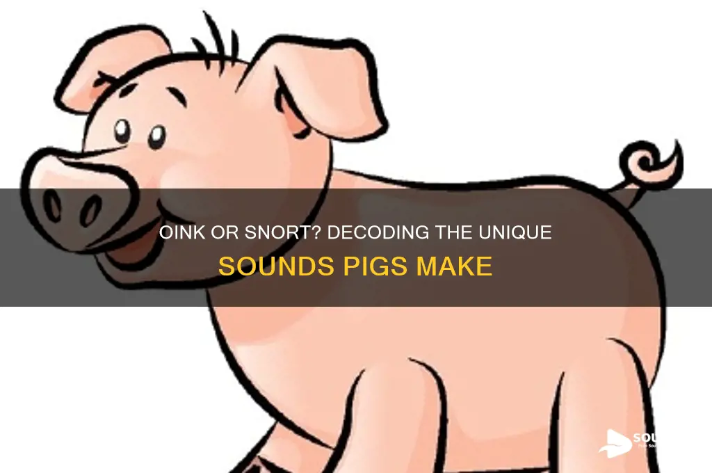 what sound a pig makes