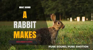 Unveiling the Gentle Sounds: What Noise Does a Rabbit Make?