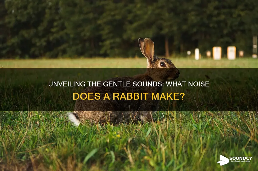 what sound a rabbit makes