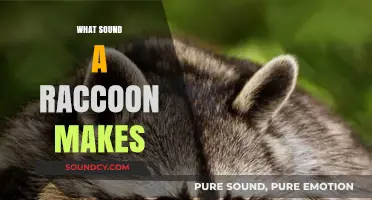 Unveiling the Unique Noises: What Sound Does a Raccoon Make?