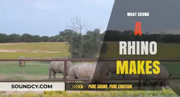 Unveiling the Unique Vocalizations: What Sound Does a Rhino Make?