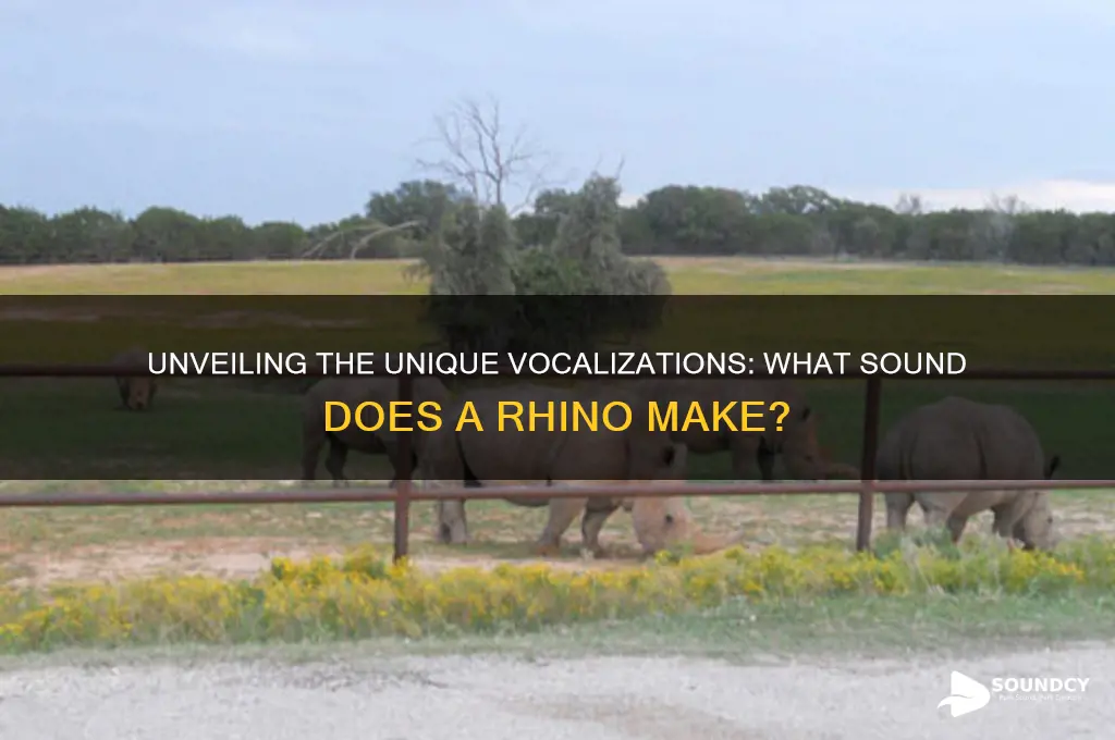 what sound a rhino makes