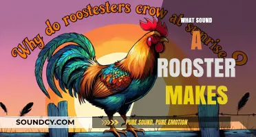 Cock-a-Doodle-Doo: Decoding the Iconic Rooster's Morning Call