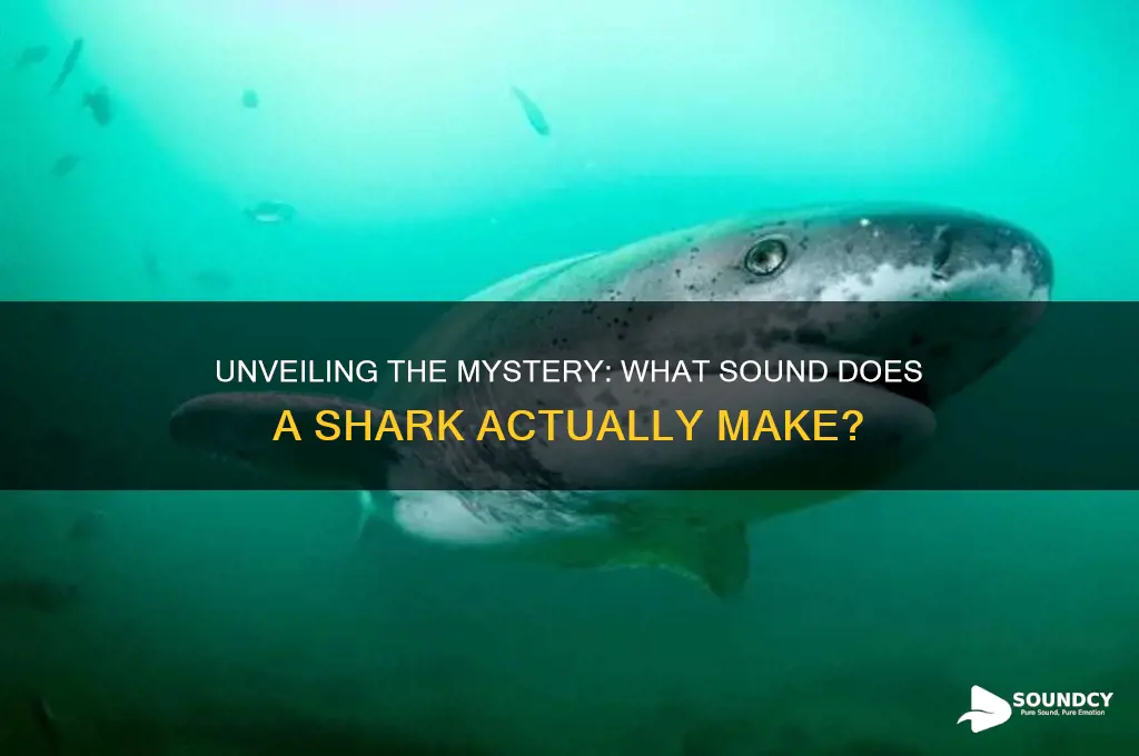 what sound a shark make