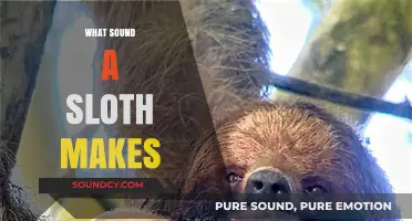 Unveiling the Mysterious Sounds of Sloths: What Noises Do They Make?