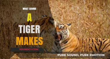 Unveiling the Mighty Roar: What Sound Does a Tiger Make?