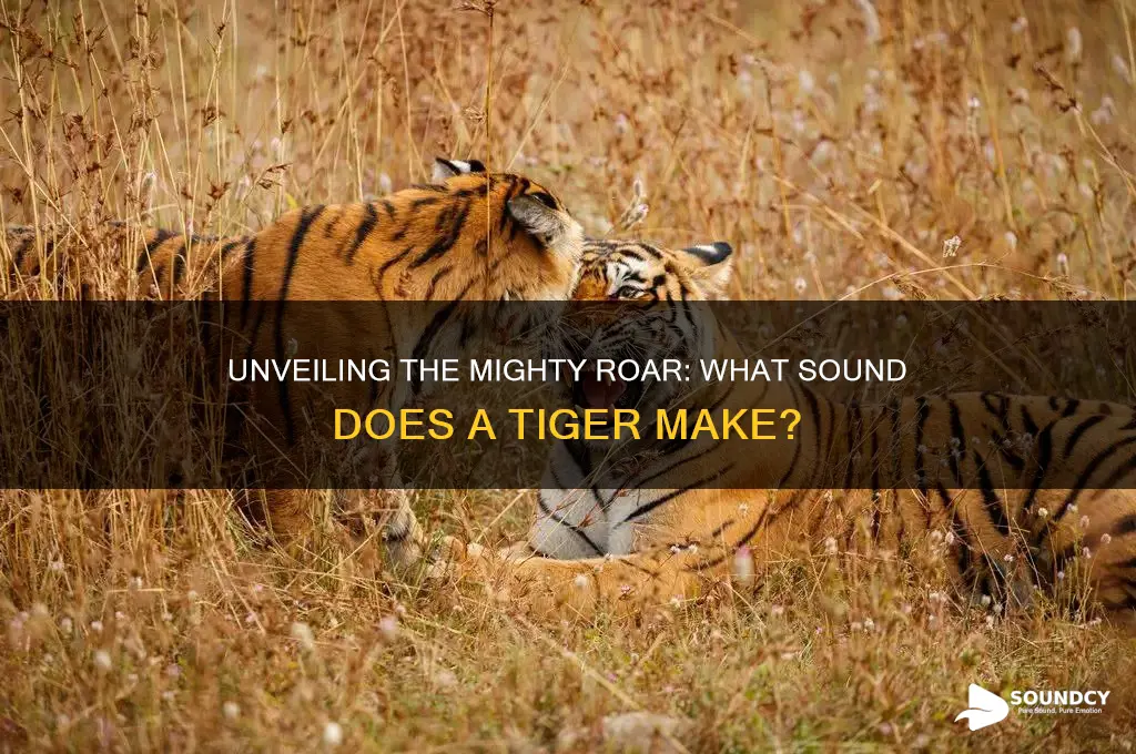 what sound a tiger makes