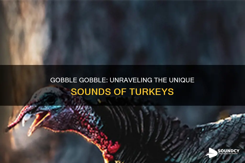 what sound a turkey makes