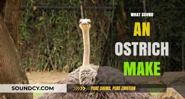 Unveiling the Unique Vocalizations: What Sound Does an Ostrich Make?