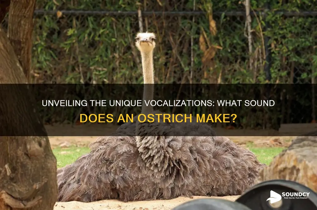 what sound an ostrich make