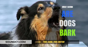 Decoding Dog Barks: Understanding the Sounds and Meanings Behind Them
