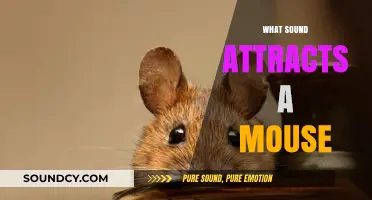 Unveiling the Surprising Sounds That Instantly Attract Mice to Your Space