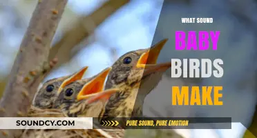 Chirps and Peeps: Decoding the Sounds of Baby Birds