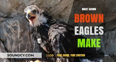 Unveiling the Unique Vocalizations of Brown Eagles: Sounds and Significance